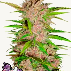 FASTBERRY Auto